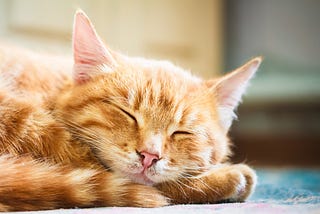 Sleeping Kitten