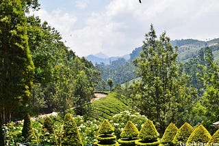 Munnar Rose Garden, Munnar, Kerala Visit, Travel Guide — visiting munnar rose garden & varieties…