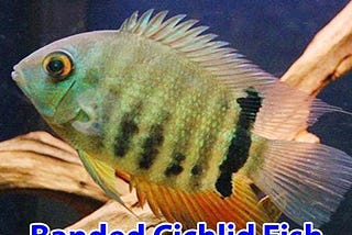 Banded Cichlid Fish