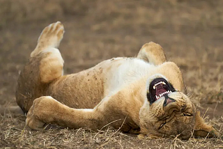 Escaping to an Alternate Universe as a Nigerian Lion.