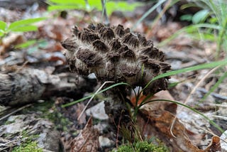 Fantastic Fungi and Where to Find Them