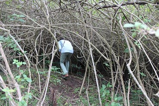 Tackling the Lantana Menace at Scale