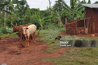 Jungle scenery with some some cattle in Uganda (Africa). Source: iStock https://media.istockphoto.com/id/123183951/photo/cattle-in-uganda.jpg?s=1024x1024&w=is&k=20&c=YQfCqoyB3FOJ3bmBvLztmMWv9RXBpgQpkRuS7wFMpLo=