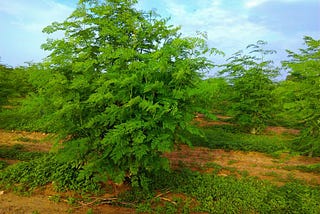 Bột Chùm ngây (Moringa Powder) giá học sinh