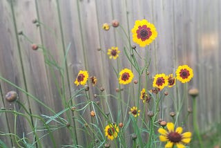 my new Coreopsis plant in bloom