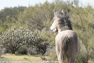 #Wildhorses and #Burros available for adoption for $25 through the #BLM .
