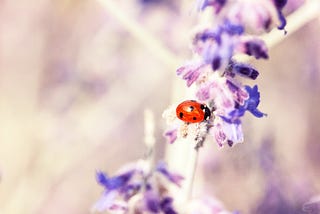 ladybug perched on purple flowers growing on branch