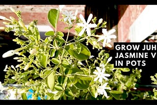 My Experience of Growing Juhi Jasmine in a Container (Jasminum Auriculatum)