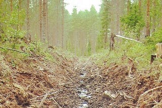 Metsa hooldus | Harvendusraie