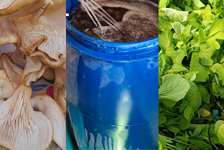 How WFP is supporting local innovators in making Iraq food-secure