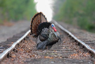 The Turkey: A Lesson in Gratitude for Awkward Grace