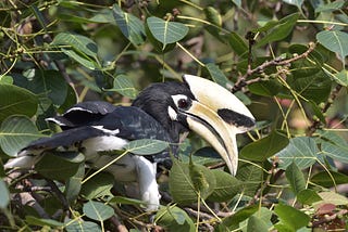 The Hidden Hornbills of PGI Campus!!…