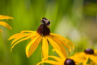 The Meandering Mind, the Wondering Wanderer, and the Bumbling Bee.