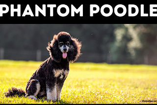 Phantom Poodles: Elegance in Motion