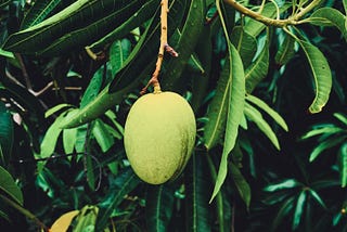 The Mango Tree