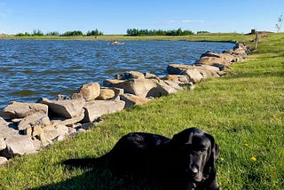 Black lab, guide dog Cooper, sitting on the grass next to the lake in spring