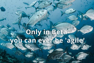 A swarm of fish — a symbol for an agile organization that is adaptive, fast and self-organized. Stefan Willuda