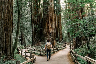 A hiker pauses at a fork in the trail surrounded by ferns and tall redwoods.