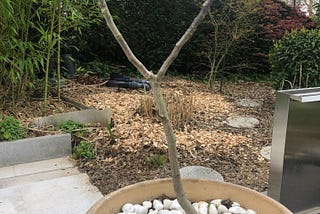 Our slightly wonky walnut tree