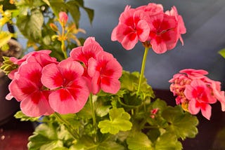 The Surprising Therapeutic Power of an Indoor Garden