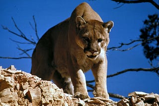 2. How to Evade Mountain Lions: Night Hiking in Colorado