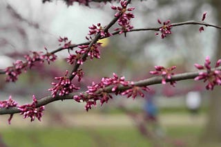 Close-up of tree branches with small, pink buds clustered along them, set against a blurred background of a park or outdoor area. The buds are in the early stages of blooming, capturing the delicate beauty and promise of new growth in spring.
