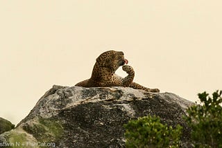 A Sri Lankan leopard (Panthera pardus kotiya) at the Yala National Park. Photo: Ashwin Naidu of FishCat.org