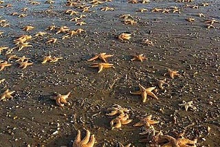 THE STARFISH STORY : And it matters to this one