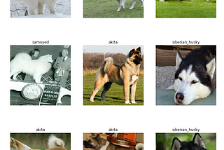 Transfer-Learning: Classification of 4 different types of Arctic Dog using Fast.AI library