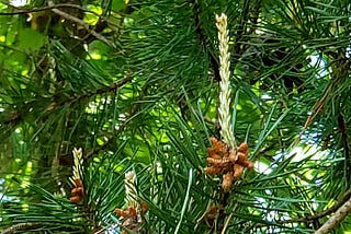 Candles of a pine tree.