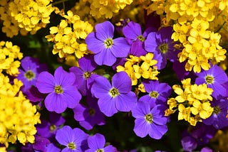 Large purple flowers and smaller yellow flowers growing together.