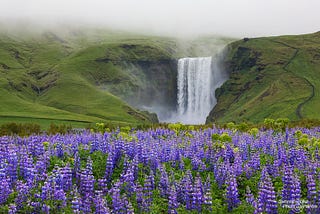 The Trio of Easy-to-spot Icelandic Flora