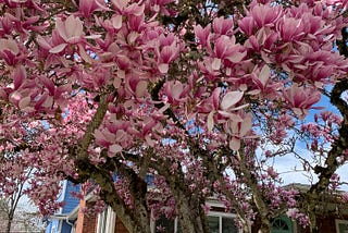Spring Equinox 2026: The Flowering Earth