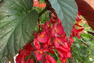 Discover the Begonia Mallacoota: A Guide to Growing and Caring for This Stunning Plant