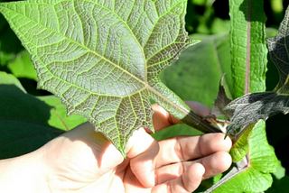 Cara Menurunkan Kadar Gula Darah Tinggi dengan Daun Yakon