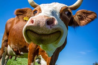 The cow is one of the most important animals in agriculture