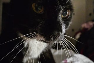 Spider the cat has passed