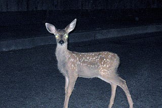 Deer on road at night transfixed, staring into headlights.