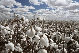 Pakistan’s Cotton Crop in Crisis