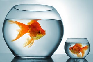 The Goldfish Theory