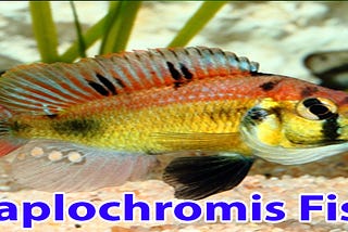 Haplochromis Fish