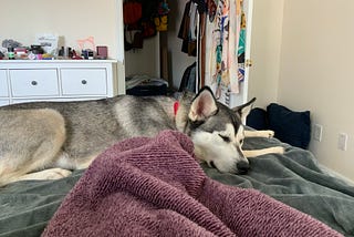 A beautiful dog peacefully sleeping near my feet.