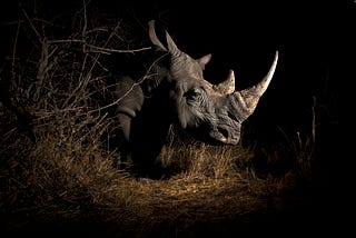 The perverse activity of Wildlife Trafficking