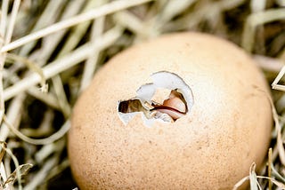 Benefits of Raising Backyard Chickens: From Fresh Eggs to Pest Control