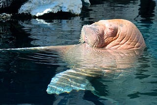 A walrus floating on its back in water with its eyes closed and resting its head on its body.