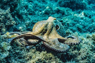 California Marine Creatures That Naturally Change Sex, Cross-Dress, and Defy Gender Norms