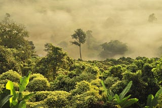 High-Speed Internet Reaches Remote Amazon Tribe for the First Time