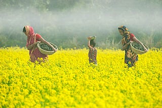 GM Crops as Solution to Food Shortages in India