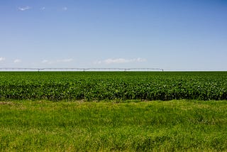 What do you know about corn crops in the United States