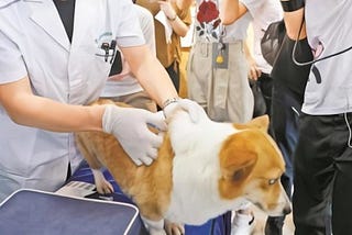 Shenzhen plans to implant microchips in all the city’s dogs by the end of the year